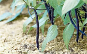 Amethyst Purple Stringless Filet (Bush) Bean - Caribbean garden seed