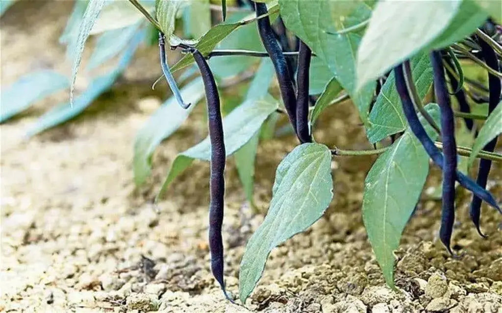 Amethyst Purple Stringless Filet (Bush) Bean - Caribbean garden seed