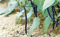 Amethyst Purple Stringless Filet (Bush) Bean - Caribbean garden seed