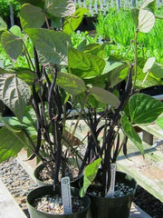 Amethyst Purple Stringless Filet (Bush) Bean - Caribbean garden seed