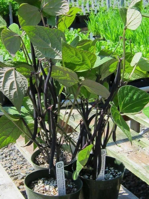 Amethyst Purple Stringless Filet (Bush) Bean - Caribbean garden seed