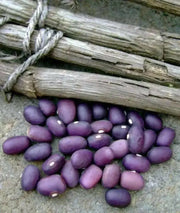 Amethyst Purple Stringless Filet (Bush) Bean - Caribbean garden seed