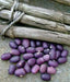 Amethyst Purple Stringless Filet (Bush) Bean - Caribbean garden seed