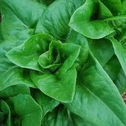 Amish Deer Tongue ,Leaf Lettuce Seeds - Caribbean garden seed