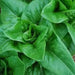 Amish Deer Tongue ,Leaf Lettuce Seeds - Caribbean garden seed