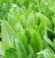 Amish Deer Tongue ,Leaf Lettuce Seeds - Caribbean garden seed