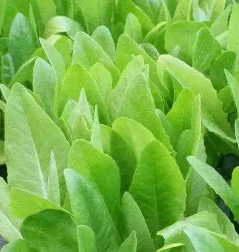 Amish Deer Tongue ,Leaf Lettuce Seeds - Caribbean garden seed