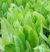 Amish Deer Tongue ,Leaf Lettuce Seeds - Caribbean garden seed