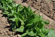Amish Deer Tongue ,Leaf Lettuce Seeds - Caribbean garden seed