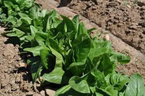 Amish Deer Tongue ,Leaf Lettuce Seeds - Caribbean garden seed