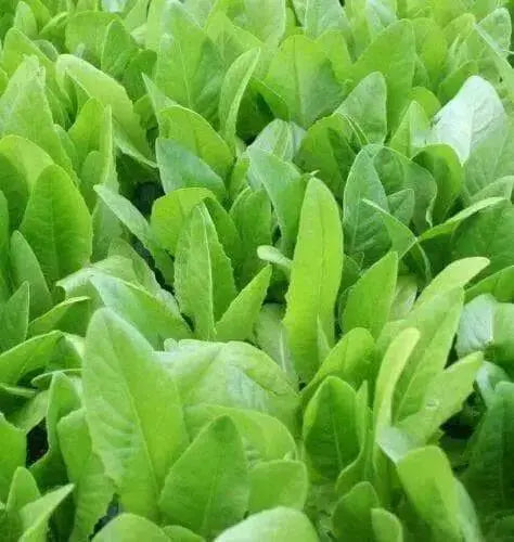 Amish Deer Tongue ,Leaf Lettuce Seeds - Caribbean garden seed