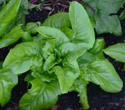 Amish Deer Tongue ,Leaf Lettuce Seeds - Caribbean garden seed