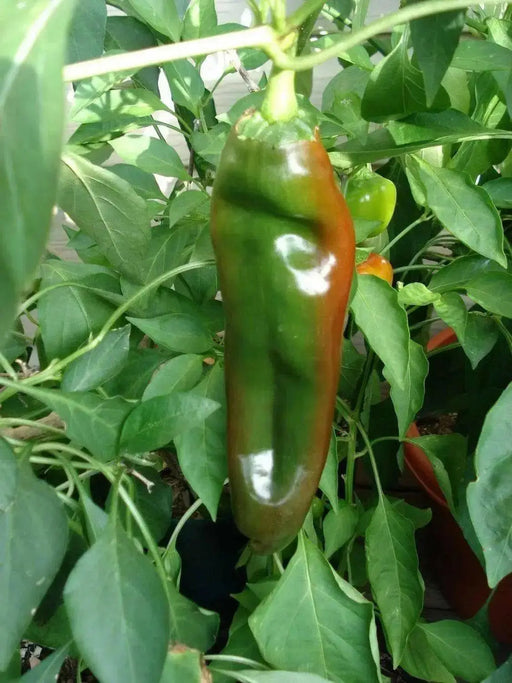 Anaheim Chile' HOT PEPPER SEEDS (Capsicum annuum) - Caribbean garden seed