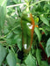 Anaheim Chile' HOT PEPPER SEEDS (Capsicum annuum) - Caribbean garden seed