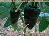 ANCHO POBLANO  pepper seeds(Capsicum annuum) - Caribbean garden seed