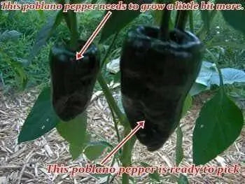 ANCHO POBLANO  pepper seeds(Capsicum annuum) - Caribbean garden seed