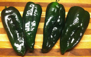 ANCHO POBLANO  pepper seeds(Capsicum annuum) - Caribbean garden seed