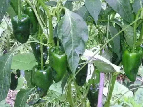 ANCHO POBLANO  pepper seeds(Capsicum annuum) - Caribbean garden seed