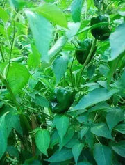 ANCHO POBLANO  pepper seeds(Capsicum annuum) - Caribbean garden seed