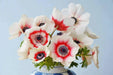 Anemone  Bi-Color, Deer-resistant . Hardy Perennial flowers - Caribbean garden seed