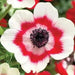 Anemone  Bi-Color, Deer-resistant . Hardy Perennial flowers - Caribbean garden seed