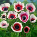 Anemone  Bi-Color, Deer-resistant . Hardy Perennial flowers - Caribbean garden seed