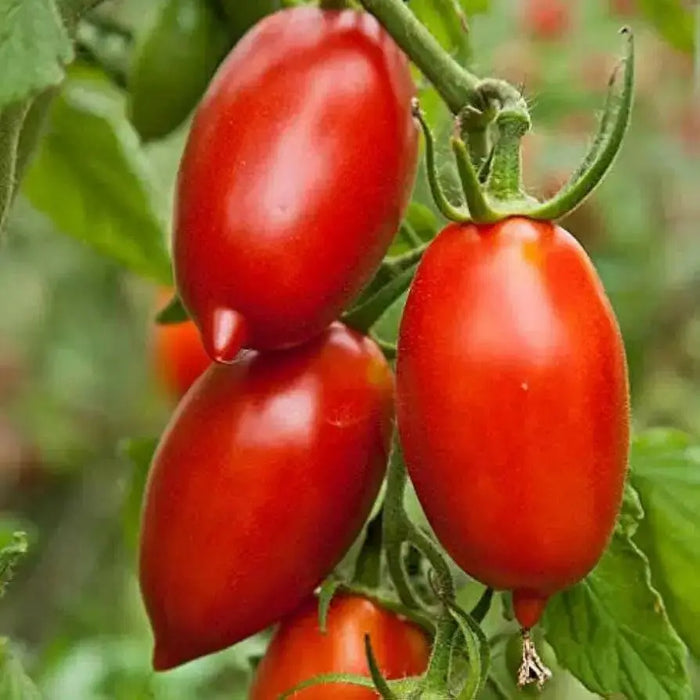 Amish paste Tomato Seeds, Heirloom, Open Pollinated Indeterminate - Caribbean garden seed