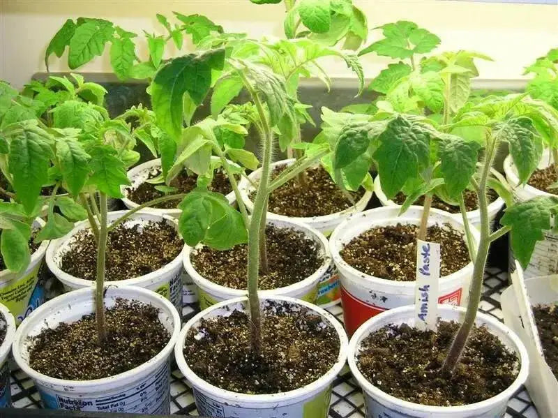 Amish paste Tomato Seeds, Heirloom, Open Pollinated Indeterminate - Caribbean garden seed