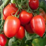 Amish paste Tomato Seeds, Heirloom, Open Pollinated Indeterminate - Caribbean garden seed