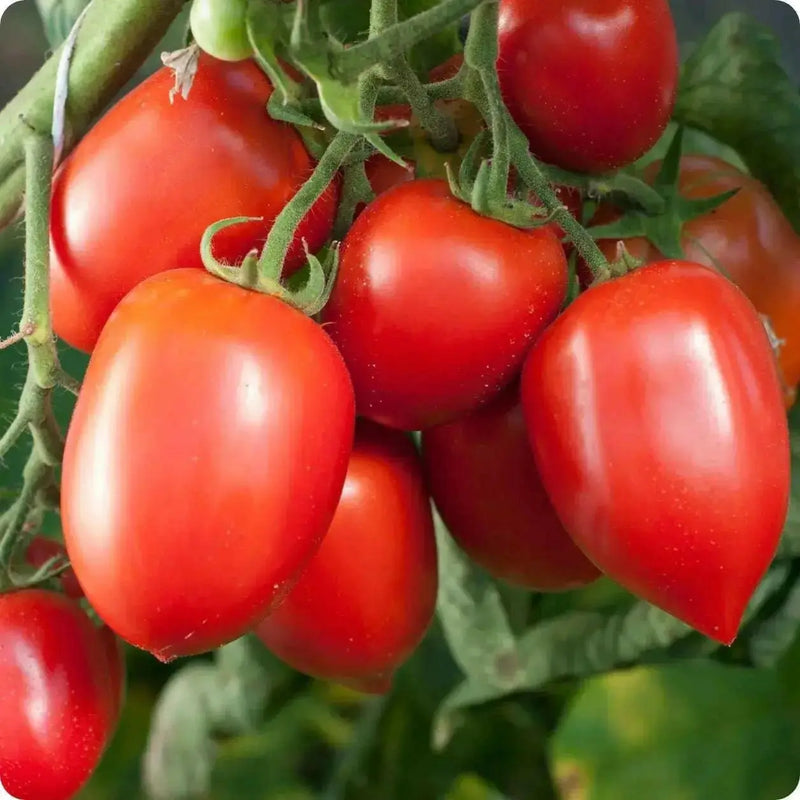 Amish paste Tomato Seeds, Heirloom, Open Pollinated Indeterminate - Caribbean garden seed