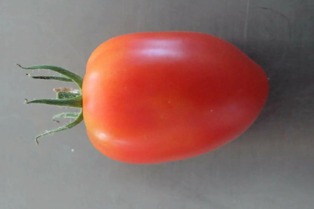 Amish paste Tomato Seeds, Heirloom, Open Pollinated Indeterminate - Caribbean garden seed