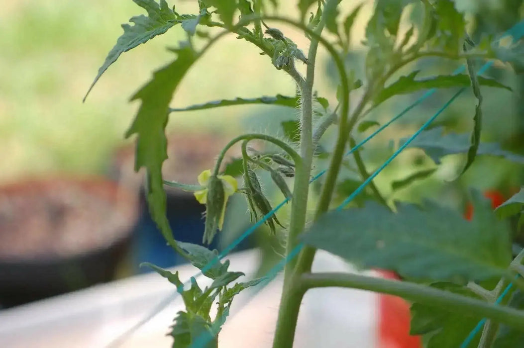 Amish paste Tomato Seeds, Heirloom, Open Pollinated Indeterminate - Caribbean garden seed