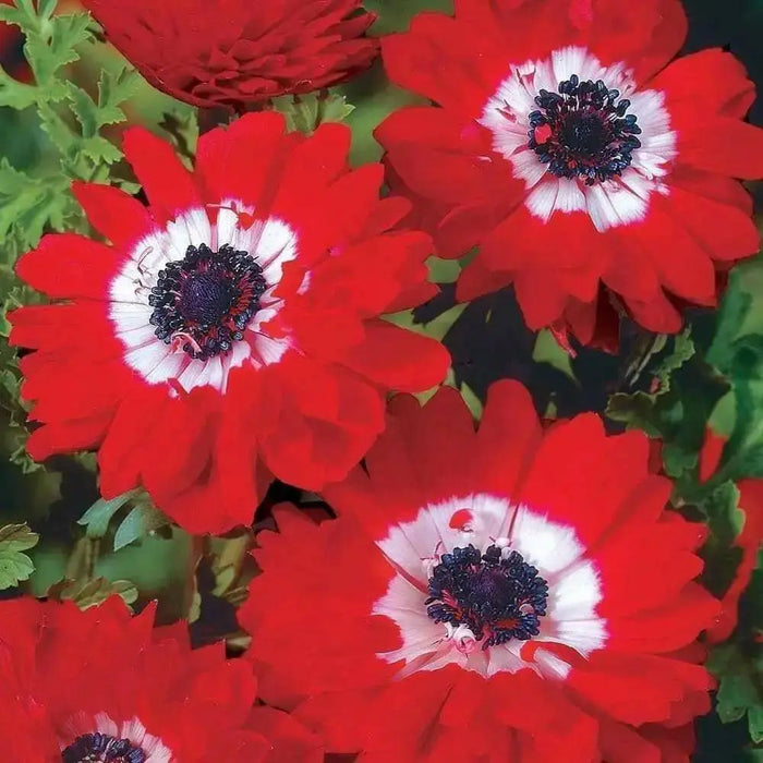 Anemone Bulbs -RED, The Governor Anemone coronaria - Very Hardy Perennial - Caribbean garden seed