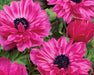 Anemone Bulbs - Anemone The Admiral, Very Hardy Perennial - Caribbean garden seed