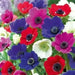 Anemone Bulbs - Mixed colors, ANNUAL FLOWERS.