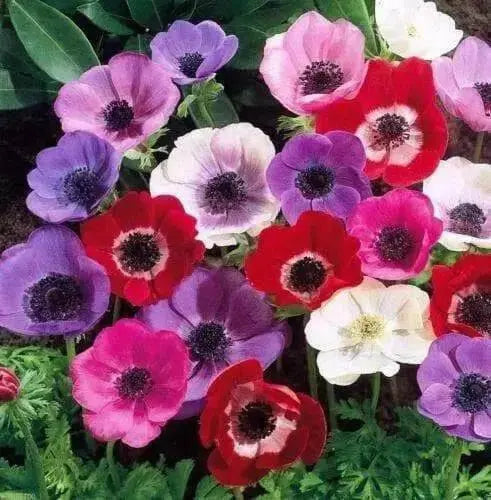 Anemone Bulbs - Mixed colors, ANNUAL FLOWERS.