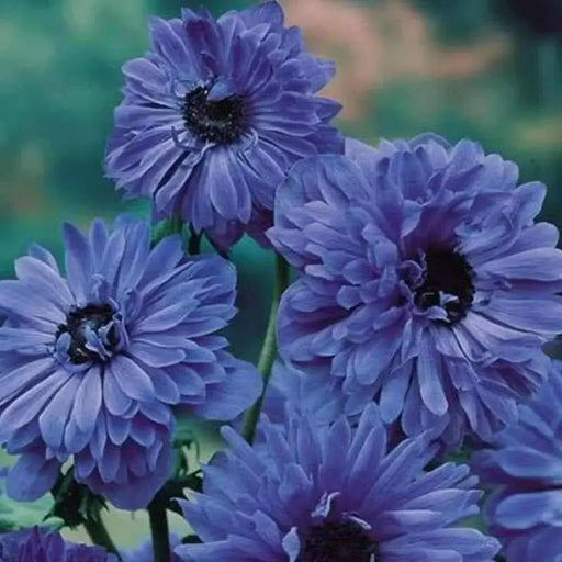 ANEMONE double blue 'Lord Lieutenant' Very Hardy Perennial - Caribbean garden seed