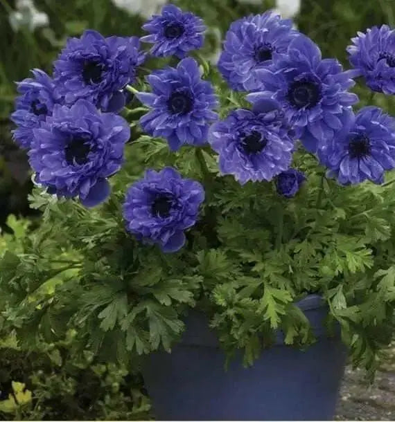 ANEMONE double blue 'Lord Lieutenant' Very Hardy Perennial - Caribbean garden seed