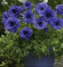 ANEMONE double blue 'Lord Lieutenant' Very Hardy Perennial - Caribbean garden seed