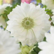 Anemone Bulbs -white, Mount Everest  - Very Hardy Perennial - Caribbean garden seed