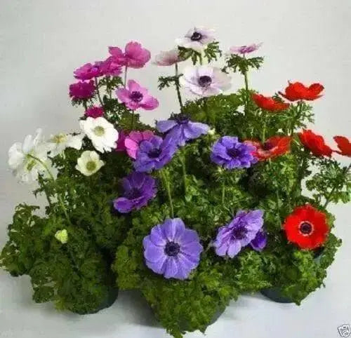 Anemone Harmony  (10 Seeds ) MIX FLOWERS - Perennial - Caribbean garden seed