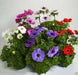 Anemone Harmony  (10 Seeds ) MIX FLOWERS - Perennial - Caribbean garden seed