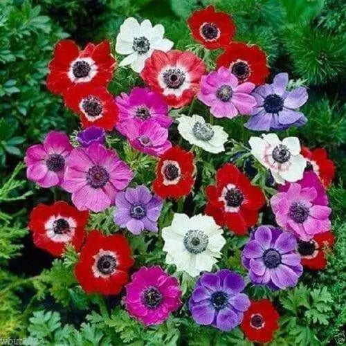 Anemone Harmony  (10 Seeds ) MIX FLOWERS - Perennial - Caribbean garden seed