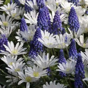 Anemone  blanda,& Muscari ,Ocean Magic Mix, PERENNIAL FLOWERS - Caribbean garden seed