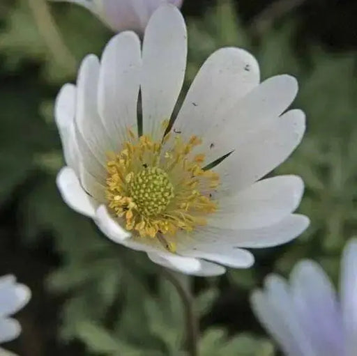 Anemone  blanda,& Muscari ,Ocean Magic Mix, PERENNIAL FLOWERS - Caribbean garden seed