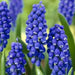 Anemone  blanda,& Muscari ,Ocean Magic Mix, PERENNIAL FLOWERS - Caribbean garden seed