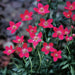 Anemone Flowers Seeds - Caribbean garden seed