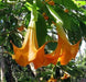 Angel Trumpet SEEDS - ORANGE GLORY  Fragrant flowers - Caribbean garden seed
