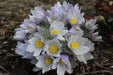Anemone Pasque Flowers Seeds-White,Perennial !.