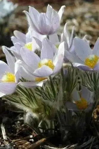 Anemone Pasque Flowers Seeds-White,Perennial !.